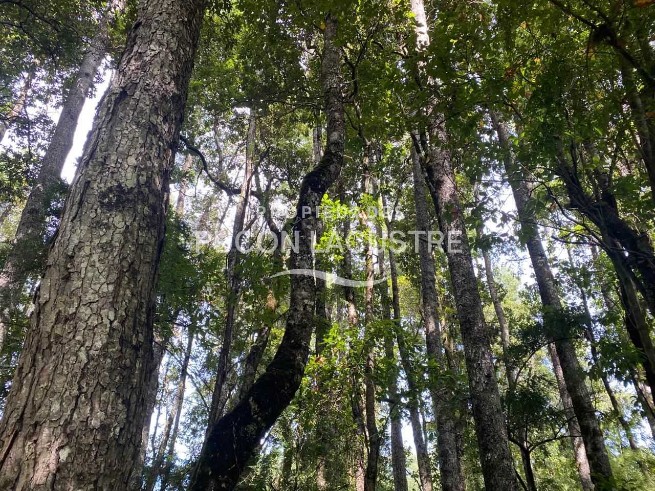Parcela en Venta en Villarrica miniatura 10