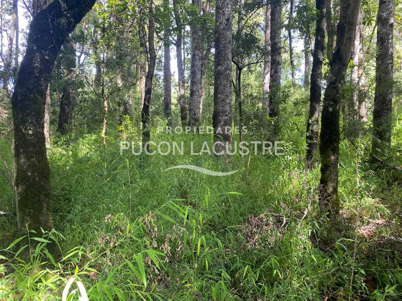 Parcela en Venta en Villarrica miniatura 11