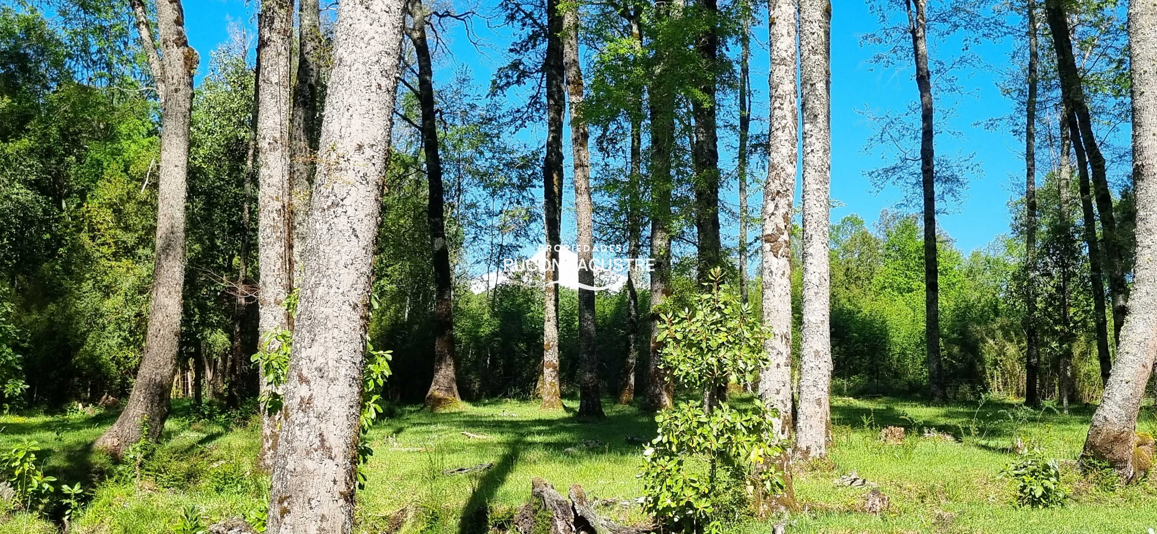 Parcela en Venta en Villarrica miniatura 9
