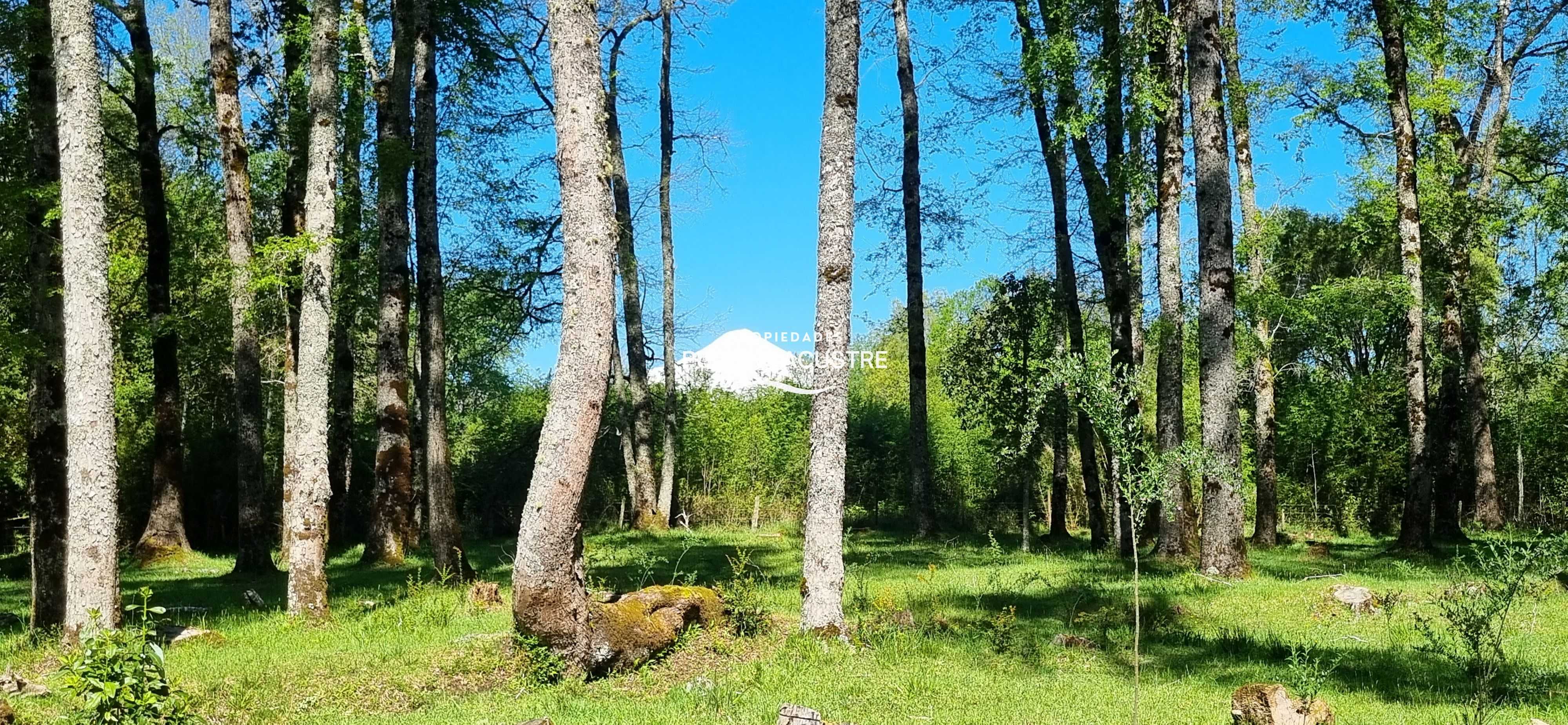 Parcela en Venta en Villarrica miniatura 10