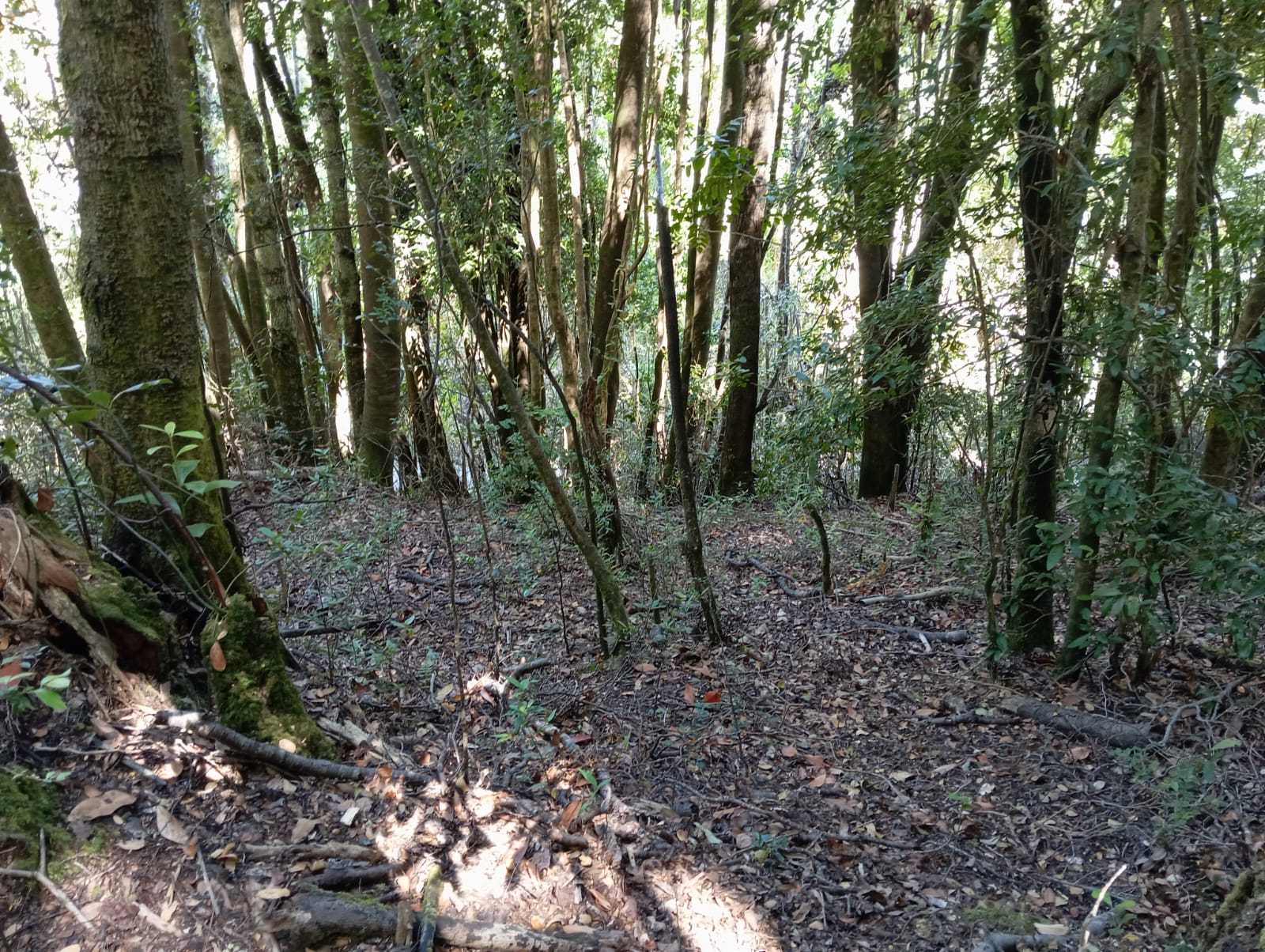 Parcela en Venta en Pucón miniatura 6