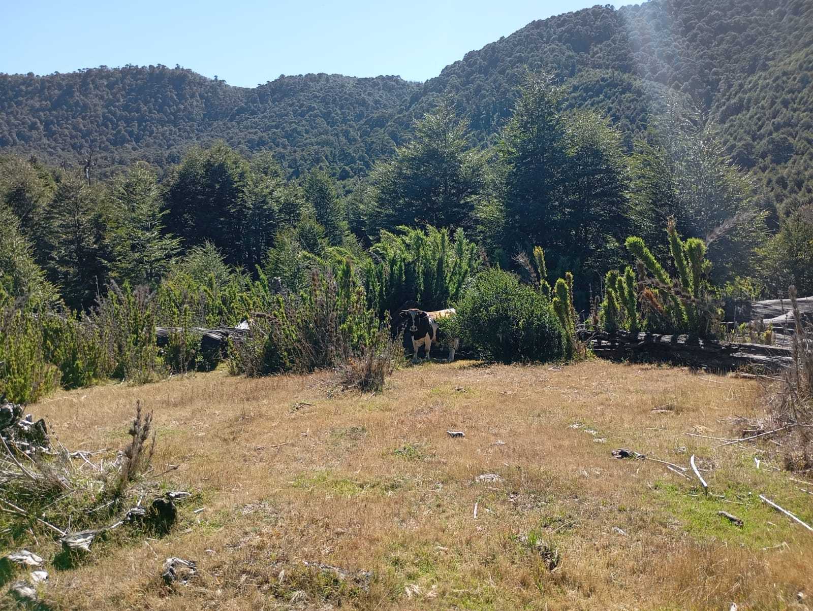 Terreno en Venta en Pucón miniatura 9