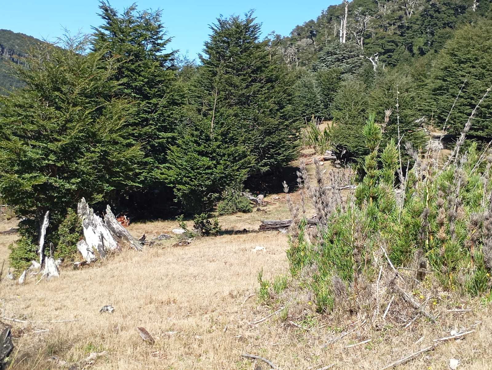 Terreno en Venta en Pucón miniatura 17