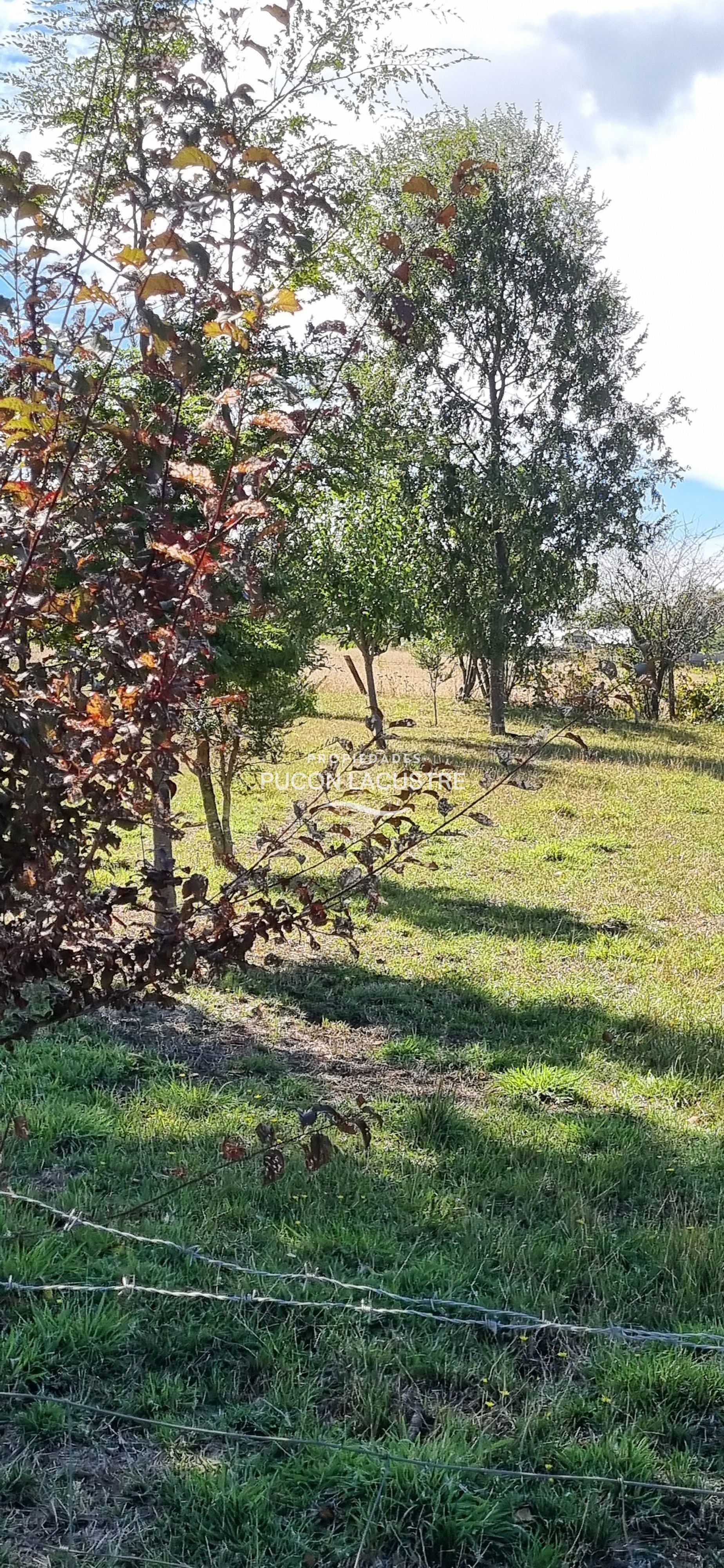 Parcela en Venta en Pitrufquén miniatura 4