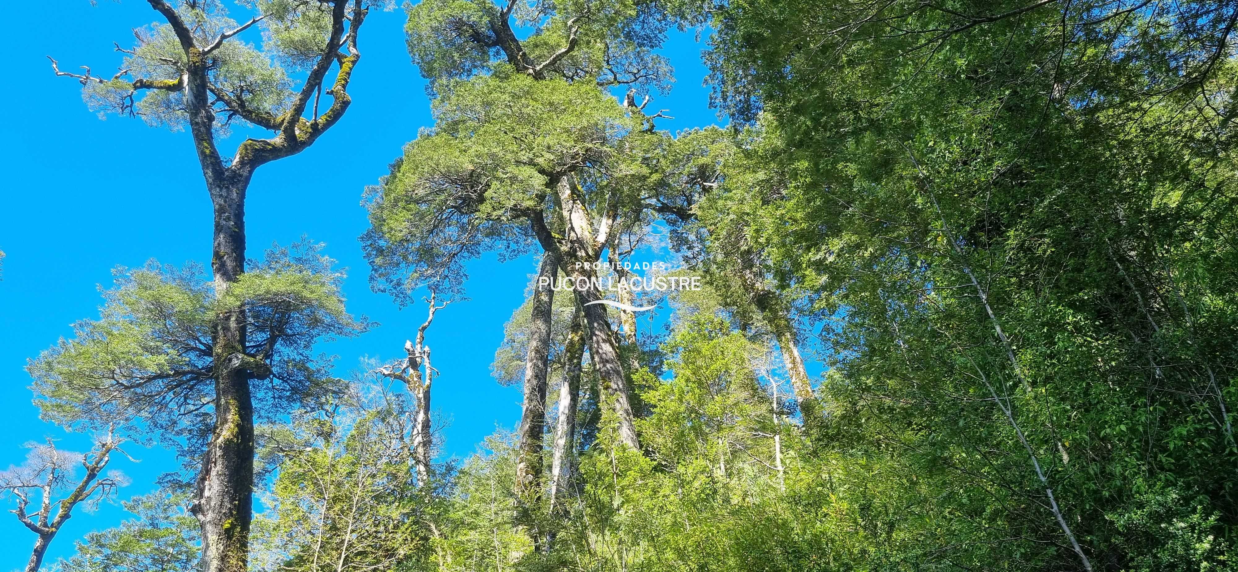Parcela en Venta en Panguipulli miniatura 14