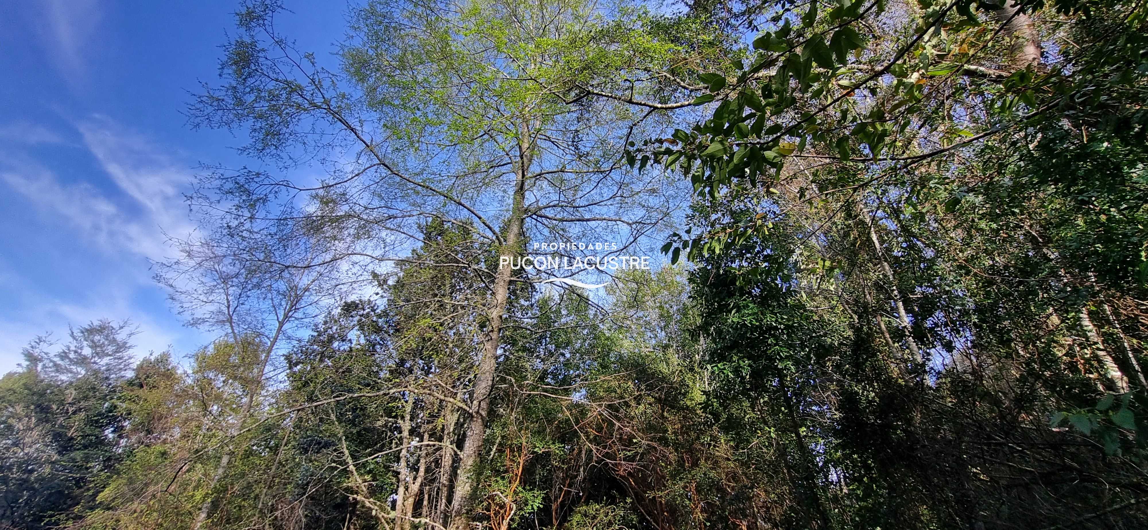 Parcela en Venta en Villarrica miniatura 5